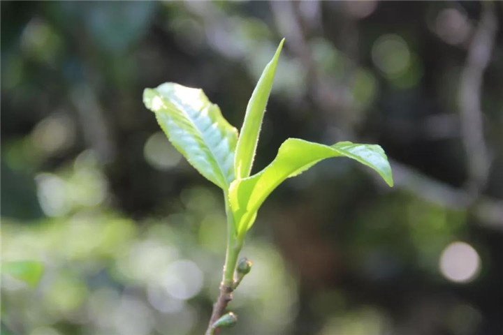 石门古茶道茶香飘万里，石门茶叶品牌有哪些