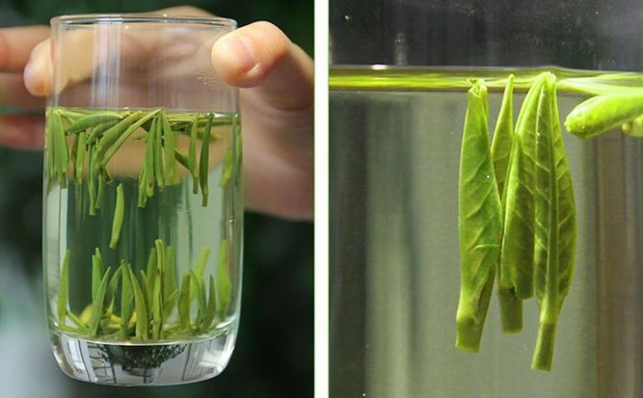 绿茶的功效和作用？
