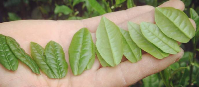 喝六安瓜片茶的功效与作用，喝瓜片茶有什么好处？