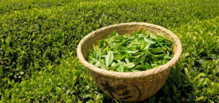 喝茶对牙齿有什么好处？长期喝茶对牙齿有什么影响