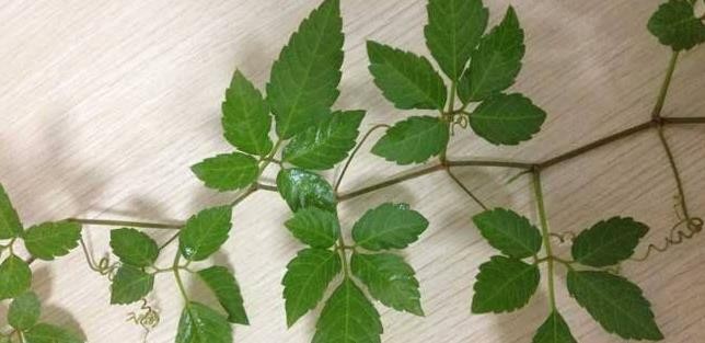 绞股蓝的功效与作用及禁忌症有