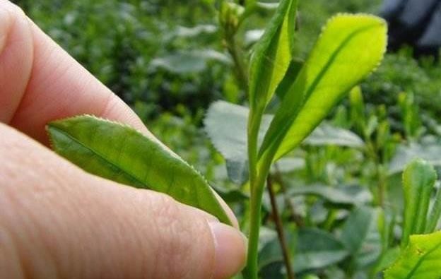 茶叶除了喝还有什么作用，茶叶的其他妙用