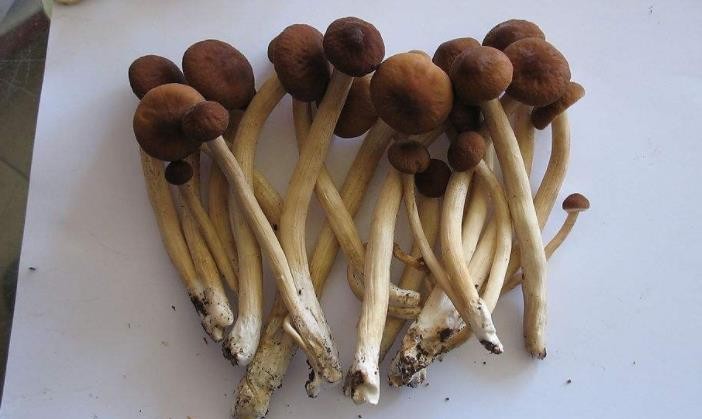 茶树菇的功效与作用