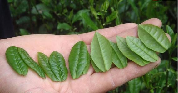 六安瓜片是什么茶