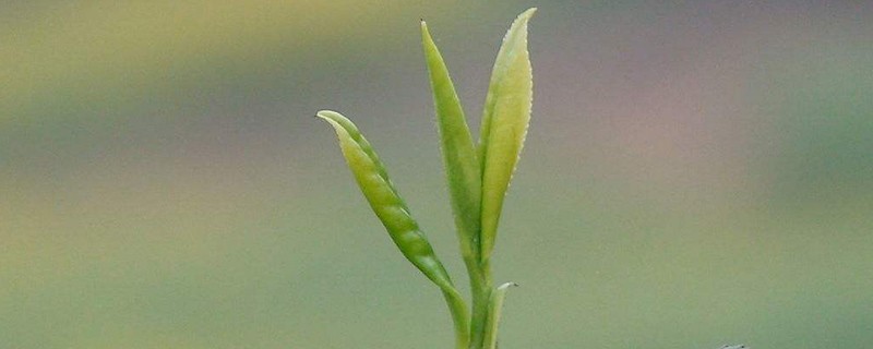 明前茶的好处，明前茶有什么特点和好处