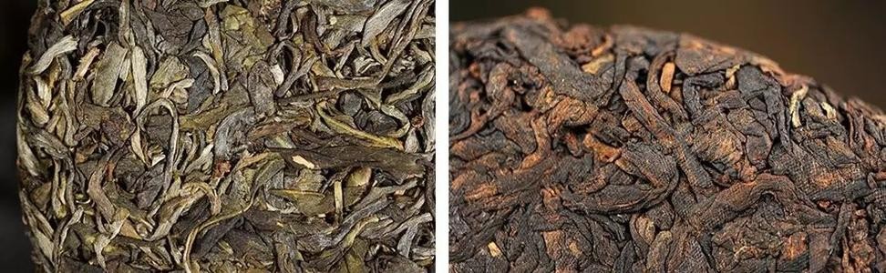 普洱茶生茶和熟茶是什么意思