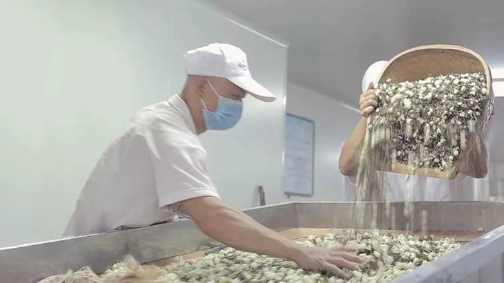 茉莉花茶的功效与作用及食用方法