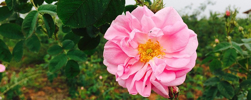 大马士革玫瑰花茶功效