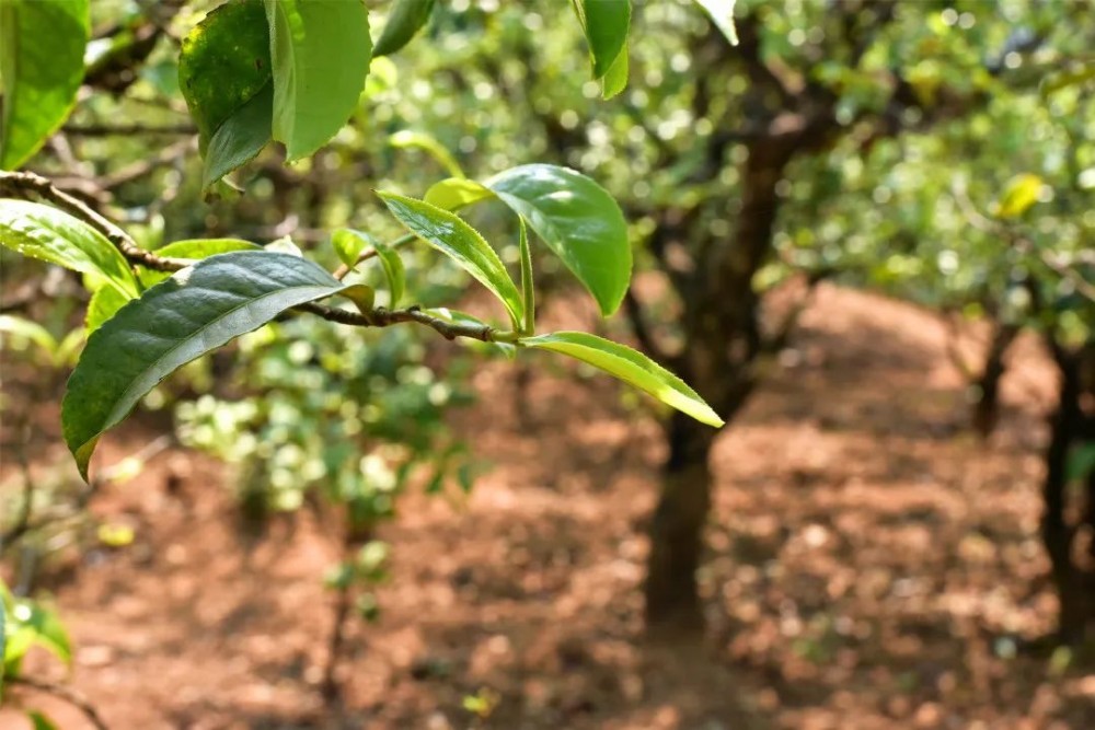 茶毫越多品质就高？细说普洱茶之茶毫