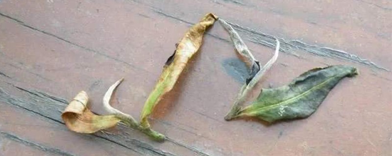 台湾高山茶功效和禁忌，喝高山茶的好处和坏处