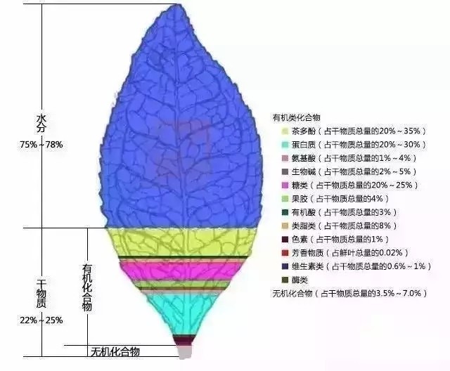 茶叶的功效与作用及营养价值