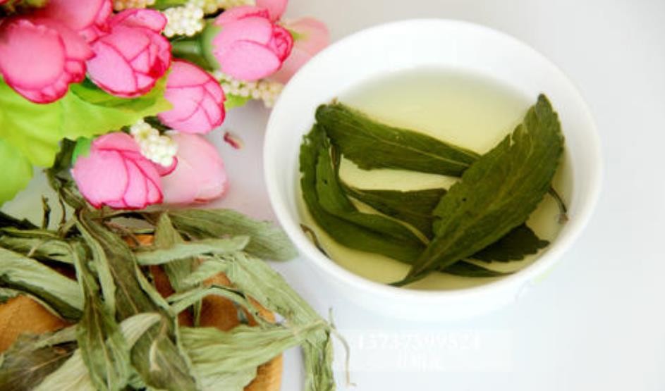 甜菊叶功效与作用与禁忌