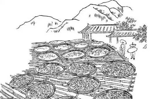 水仙茶怎么制作