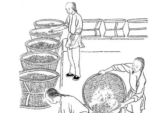 水仙茶怎么制作