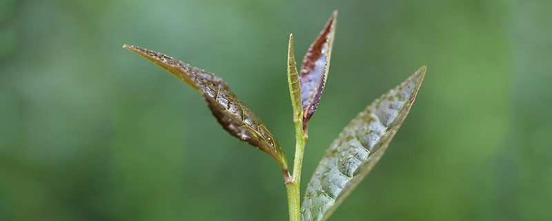 紫茶的功效和作用，女性适合喝紫茶吗