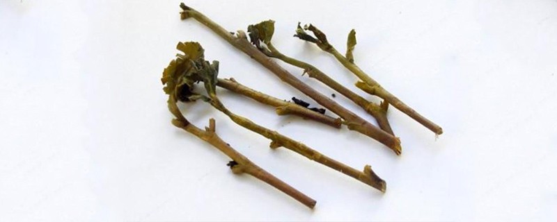 茶梗有什么功效与作用，茶梗的药用价值