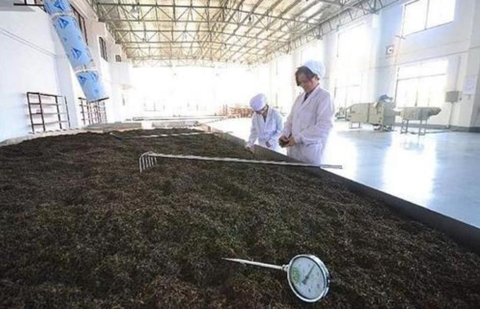 黑茶是发酵茶吗
