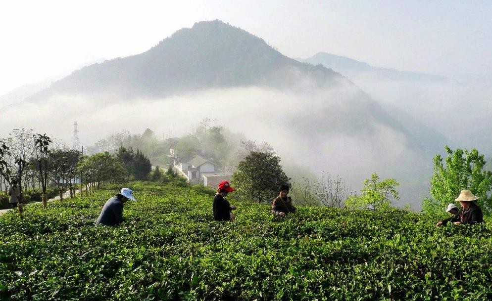 富硒茶的功效与作用