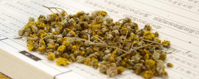 小野菊花的功效与作用
