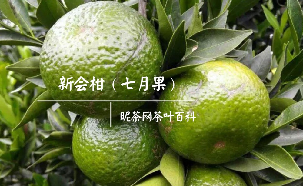 一颗小青柑可以喝几天