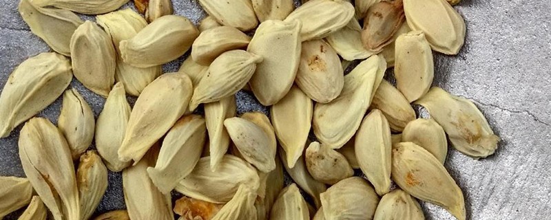 橙子核的功效与作用及禁忌，橙子的籽有什么功效