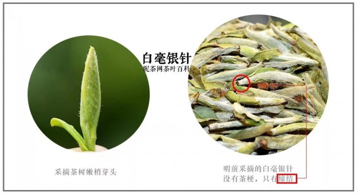 白茶的分类