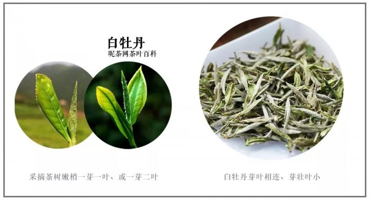 白茶的分类