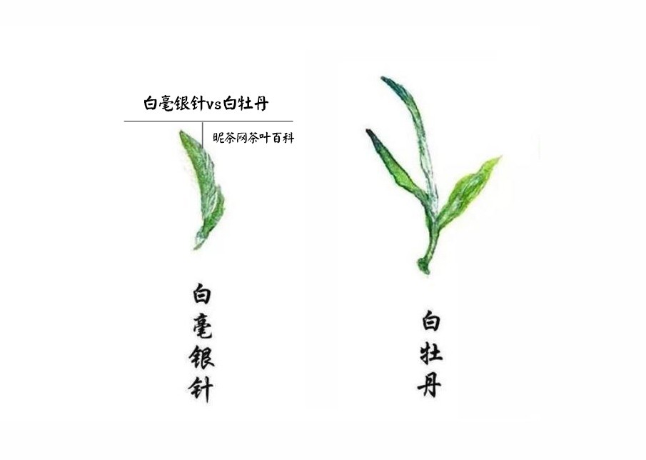 白毫银针和白牡丹区别
