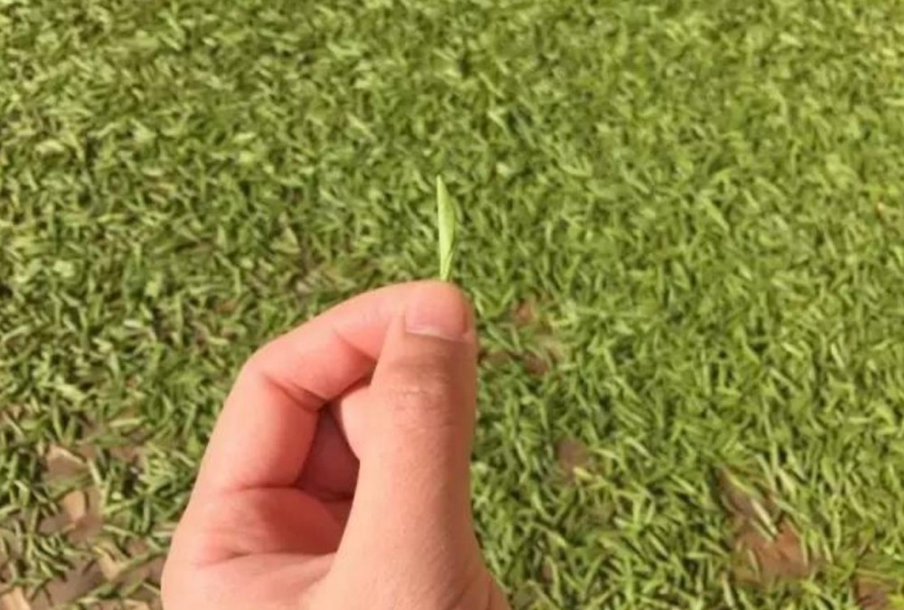 金骏眉茶叶什么颜色的