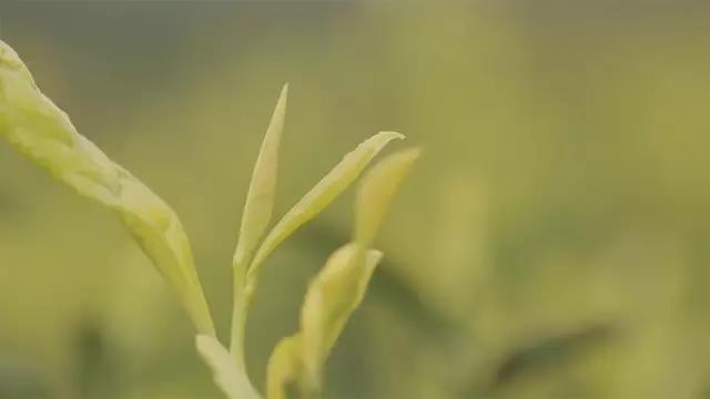 黄金芽是红茶还是绿茶