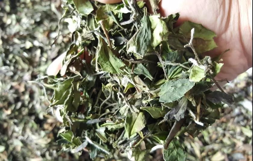 白茶是发酵过的茶吗