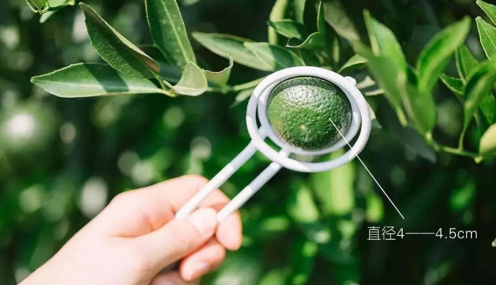 小青柑普洱茶制作过程