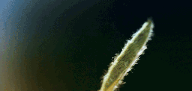 茶毫对人体的作用