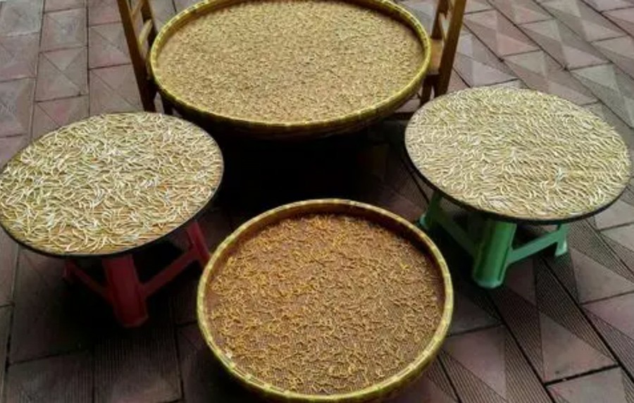 金银花茶的制作方法
