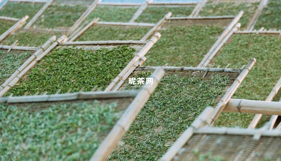 如何选择白茶，散茶好还是紧压茶好