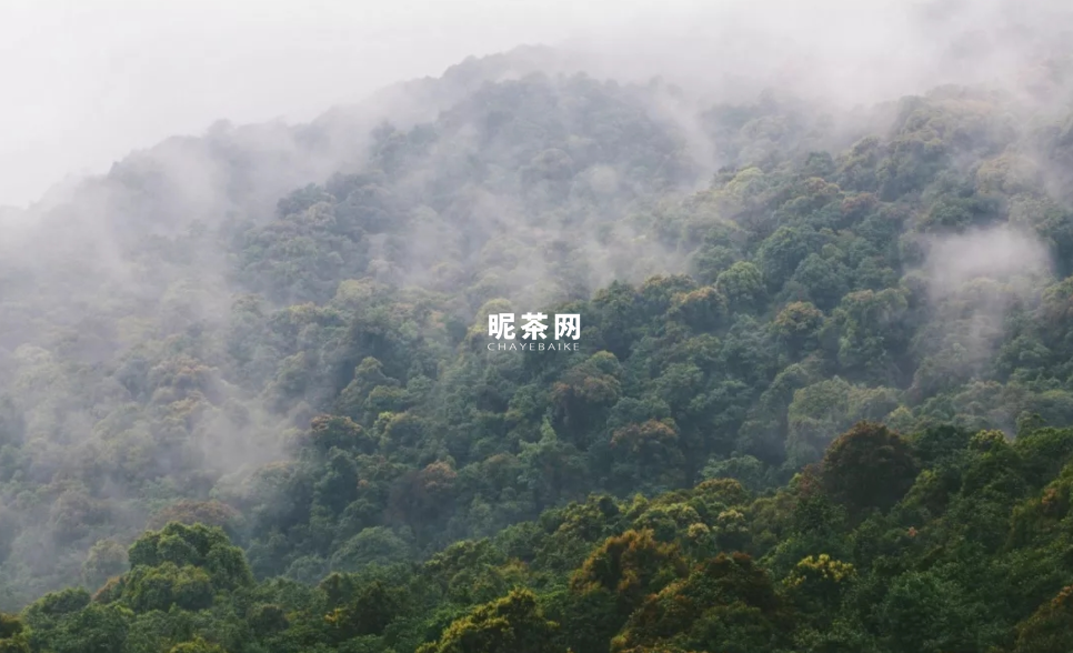 大雪山古树茶属于什么茶