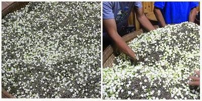 解密国家级非遗技艺，茉莉花茶的