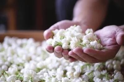 解密国家级非遗技艺，茉莉花茶的