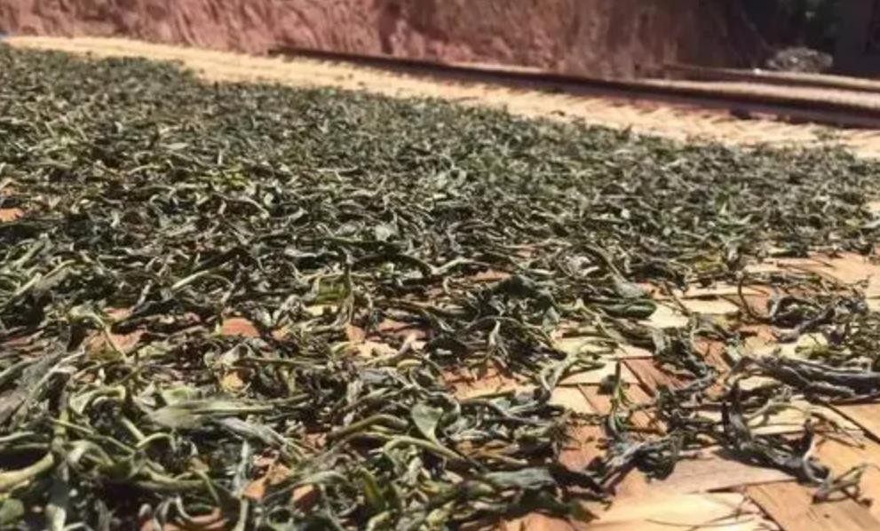 绿茶都包括什么茶 绿茶有哪些品种