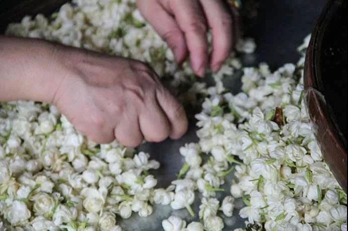 解密国家级非遗技艺，茉莉花茶的