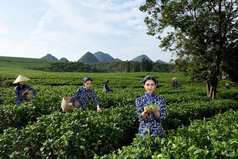 ▲广东英德茶园