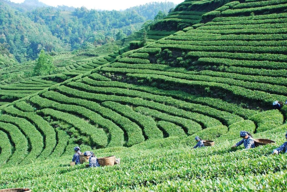 ▲位于四川的茶山
