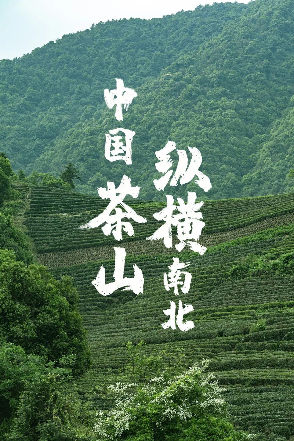 中国的茶山有多厉害，一文看懂茶叶大国江山图