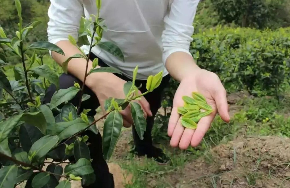 六安瓜片的特点与品质特征
