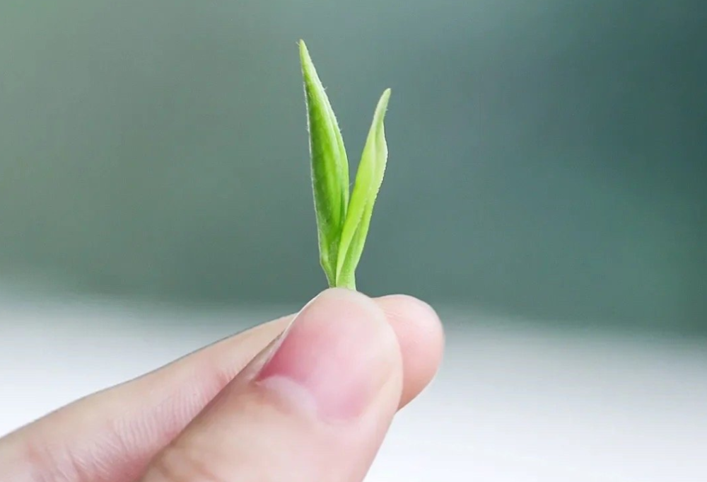 人生如茶，熬一熬才能出回甘