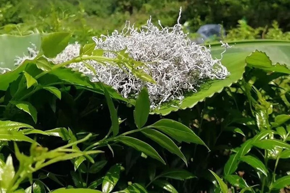 莓茶多少度泡合适，莓茶怎样泡才正确