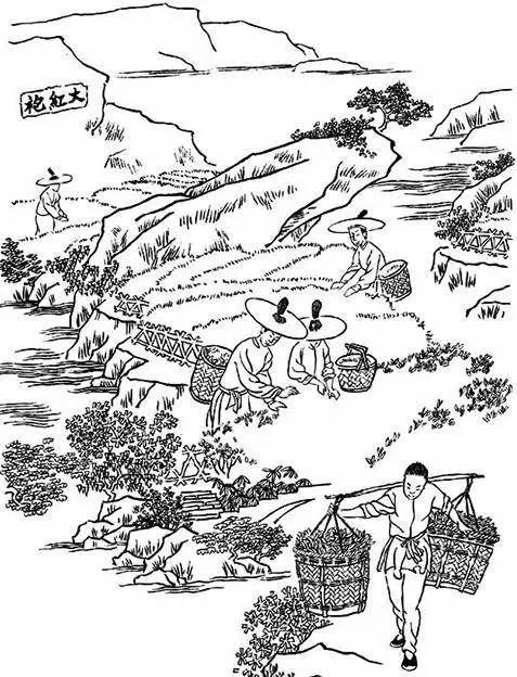 这份武夷岩茶的简介，建议收藏！