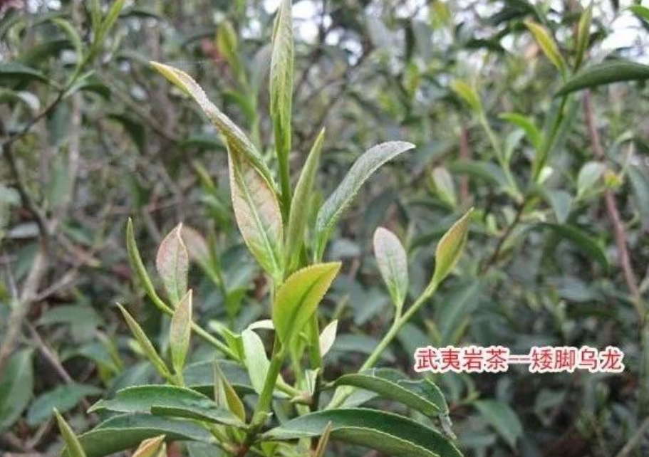 矮脚乌龙是什么茶，矮脚乌龙茶的功效与作用